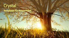  Presentation with tea leaves fresh green leaf - Slide deck with green tea plantation over highland background and a tawny brown colored foreground