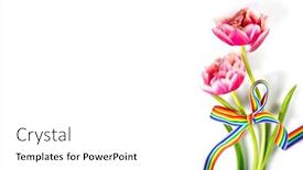  Presentation with rainbow pride - Theme featuring spring-tulip-flowers-bunch-decorated background and a white colored foreground