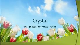  Presentation with tulip - Colorful slides enhanced with spring tulips in the field backdrop and a light blue colored foreground