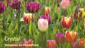  Presentation with rain - Beautiful PPT theme featuring spring tulips in the sun backdrop and a  colored foreground