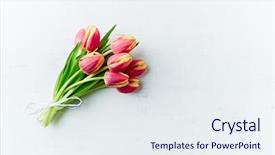  Presentation with fade blue painted red white - Cool new slides with spring tulips on white painted backdrop and a  colored foreground