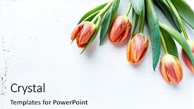  Presentation with flowers on white wooden - Audience pleasing presentation design consisting of spring tulips on white wooden backdrop and a cool aqua colored foreground