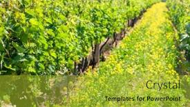  Presentation with czech republic - Slides featuring spring-vineyard-near-svatoborice-mistrin background and a yellow colored foreground