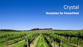  Presentation with pastel color spring - Slides with close up view of a bunch of chrysanthemums processed to give retro vintage faded instagram look note shallow depth of field background and a gray colored foreground