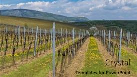  Presentation with czech republic - PPT theme consisting of spring-vineyards-under-palava-near background and a gold colored foreground