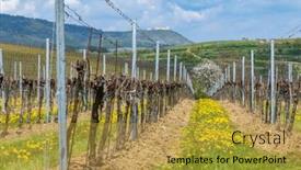  Presentation with czech republic - Slide deck having spring-vineyards-under-palava-near background and a gold colored foreground