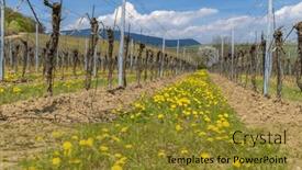  Presentation with vineyards - Theme consisting of spring-vineyards-under-palava-near background and a gold colored foreground