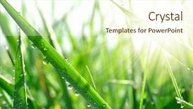  Presentation with fresh water - Beautiful theme featuring spring water - fresh grass with dew drops backdrop and a cream colored foreground