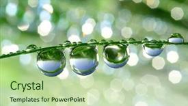  Presentation with dew - PPT theme featuring spring water - fresh grass with dew drops background and a mint green colored foreground