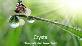 Presentation with butterfly transformation - Colorful PPT layouts enhanced with spring water - fresh morning dew and butterfly backdrop and a forest green colored foreground
