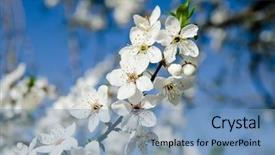  Presentation with sky blue - Beautiful slide deck featuring spring white blossom against blue backdrop and a teal colored foreground