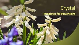  Presentation with gardening - Amazing presentation theme having spring-white-hyacinth-blooming-flower backdrop and a tawny brown colored foreground