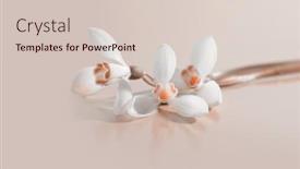  Presentation with pastel color spring - Presentation design having spring-white-snowdrop-flower background and a lemonade colored foreground