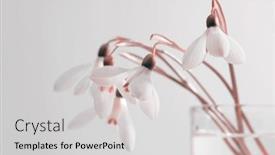  Presentation with pastel color spring - PPT theme having spring-white-snowdrop-flower background and a light gray colored foreground