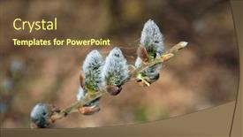  Presentation with spring - PPT layouts consisting of spring-willow-catkins-salix-caprea background and a tawny brown colored foreground