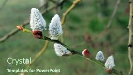  Presentation with spring - Cool new slide deck with spring-willow-catkins-salix-caprea backdrop and a tawny brown colored foreground