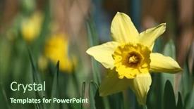  Presentation with yellow green - Beautiful slide set featuring spring-yellow-flowers-narcissus backdrop and a tawny brown colored foreground