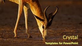  Presentation with kalahari - Presentation theme enhanced with springbok antelope antidorcas marsupialis drinking water in late afternoon light kalahari south africa background and a tawny brown colored foreground