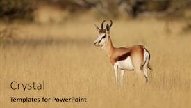  Presentation with south africa - Slides having springbok-antelope-antidorcas-marsupialis background and a yellow colored foreground