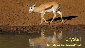  Presentation with south africa - Slides consisting of springbok-antelope-antidorcas-marsupialis background and a tawny brown colored foreground