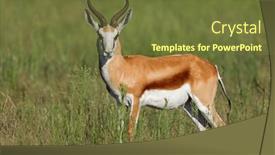  Presentation with south africa - Slide set consisting of springbok-antelope-antidorcas-marsupialis background and a tawny brown colored foreground