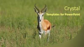  Presentation with africa - PPT theme having springbok-antelope-antidorcas-marsupialis background and a tawny brown colored foreground