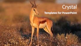  Presentation with kalahari - PPT theme having springbok antelope antidorcas marsupialis in late afternoon light kalahari desert south africa background and a red colored foreground