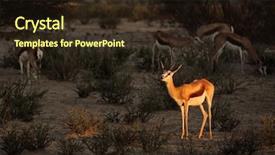  Presentation with kalahari - Amazing presentation design having springbok antelope antidorcas marsupialis in late afternoon light kalahari desert south africa backdrop and a wine colored foreground