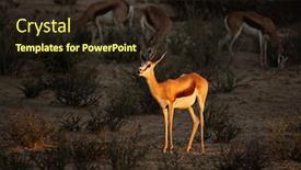  Presentation with kalahari - Amazing presentation theme having springbok antelope antidorcas marsupialis in late afternoon light kalahari desert south africa backdrop and a wine colored foreground