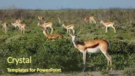  Presentation with national - Beautiful PPT theme featuring springbok antelopes antidorcas marsupialis etosha backdrop and a tawny brown colored foreground