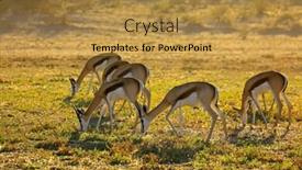  Presentation with kalahari - PPT layouts having springbok-antelopes-antidorcas-marsupialis-grazing background and a gold colored foreground