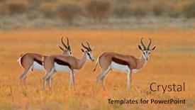  Presentation with south africa - PPT theme featuring springbok-antelopes-antidorcas-marsupialis background and a gold colored foreground