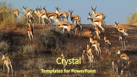  Presentation with kalahari - Presentation design with springbok antelopes antidorcas marsupialis on a sand dune kalahari desert south africa background and a tawny brown colored foreground