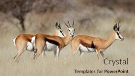  Presentation with south africa - Slides enhanced with springbok-antelopes-antidorcas-marsupialis background and a mint green colored foreground