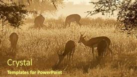  Presentation with kalahari - PPT theme featuring springbok-antelopes-antidorcas-marsupialis background and a tawny brown colored foreground