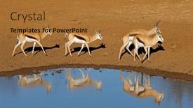  Presentation with africa - Slides enhanced with springbok-antelopes-antidorcas-marsupialis background and a gold colored foreground