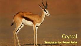  Presentation with kalahari - Theme featuring springbok antidorcas marsupialis south africa kalahari desert background and a tawny brown colored foreground