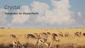  Presentation with africa safari - Presentation consisting of springbok-antidorcas-marsupialis background and a light blue colored foreground