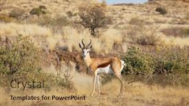  Presentation with africa safari - Amazing presentation having springbok-antidorcas-marsupialis backdrop and a coral colored foreground
