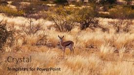  Presentation with africa safari - Amazing PPT layouts having springbok-antidorcas-marsupialis backdrop and a coral colored foreground