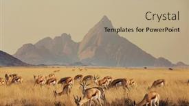  Presentation with africa safari - Beautiful theme featuring springbok-antidorcas-marsupialis backdrop and a mint green colored foreground