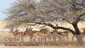  Presentation with africa safari - Beautiful presentation featuring springbok-antidorcas-marsupialis backdrop and a coral colored foreground