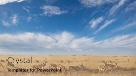  Presentation with africa safari - Presentation consisting of springbok-antidorcas-marsupialis background and a coral colored foreground