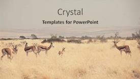  Presentation with africa safari - Cool new PPT layouts with springbok-antidorcas-marsupialis backdrop and a light gray colored foreground