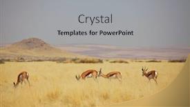  Presentation with africa safari - Audience pleasing presentation design consisting of springbok-antidorcas-marsupialis backdrop and a light gray colored foreground