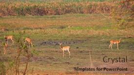  Presentation with africa safari - PPT layouts enhanced with springbok-antidorcas-marsupialis background and a coral colored foreground