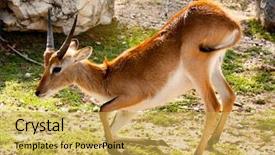  Presentation with cute - Theme featuring springbok cute young gazelle try background and a  colored foreground