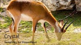  Presentation with agriculture animal quail - Audience pleasing slides consisting of springbok gazelle animal eat grass backdrop and a  colored foreground