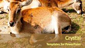  Presentation with animals - Colorful PPT theme enhanced with springbok gazelle cute animals lies backdrop and a  colored foreground
