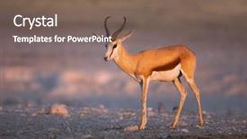  Presentation with last - Presentation featuring springbok portrait at last light of day etosha antidorcas marsupialis background and a violet colored foreground